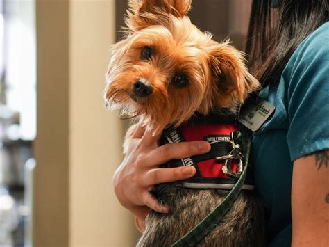 Partners – Faithful Friends Veterinary Clinic