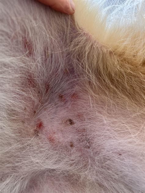 My 1 yo dog got these puss filled red spots in her groin. She’s not ...