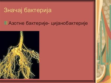 царство монера