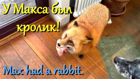 Алиса лиса. Макс подарил свой завтрак (Max presented his breakfast ...