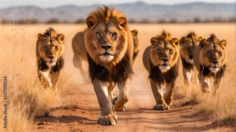 lion pride prowling   dry savanna   camera