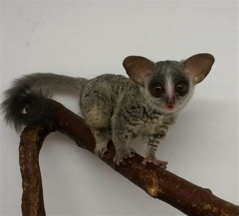 Сенегальский галаго | zoo-ekzo.ru - Экзотические животные