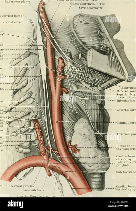 Deep cardiac plexus hi-res stock photography and images - Alamy