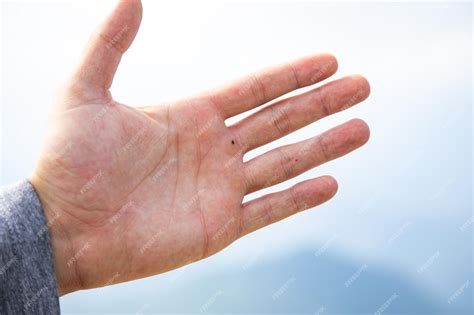 premium photo palm   hand