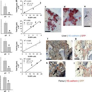 Quantitative GFP+ expression differences and co-labeling studies in ...