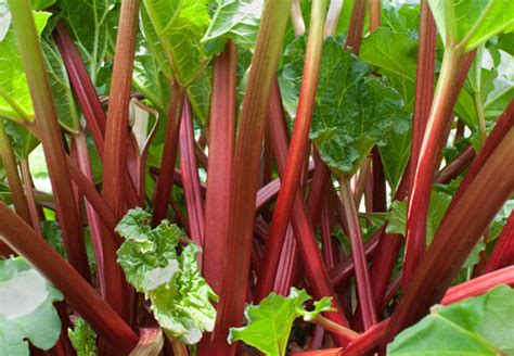 Ревень, его польза и вред - AgroFlora.ru