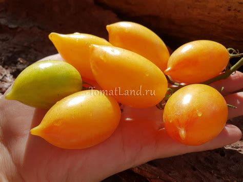 Томат Сладкий крем: ОТЗЫВЫ (6), фото, урожайность | tomatland.ru
