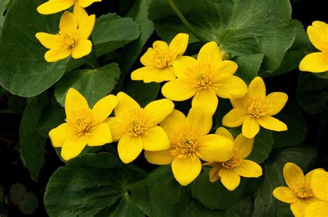 Caltha palustris - Jersey-Friendly Yards