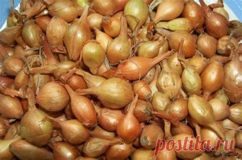 Бабушкин секрет посадки лука-севка Главное - правильно подготовить лу ...