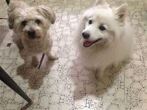 Japanese spitz and Maltese | Japanese spitz, Corgi, Cutie
