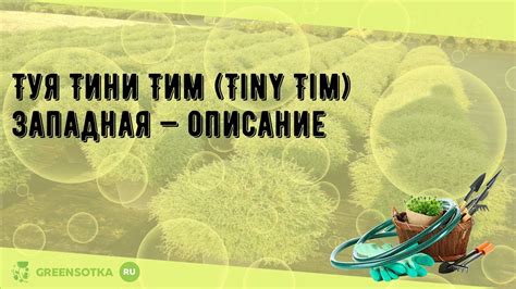 Туя Тини Тим (Tiny Tim) западная — описание - YouTube