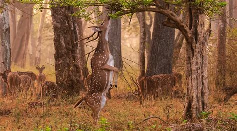 Panna National Park