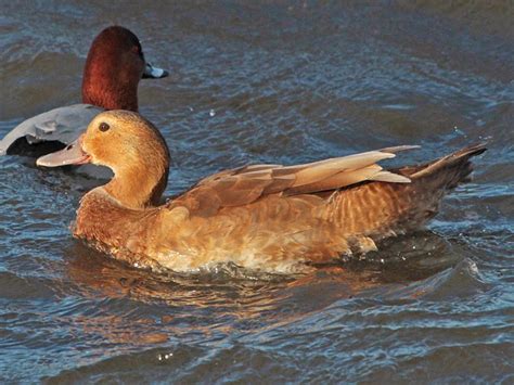 Bird Hybrids: Muscovy Duck x Mallard