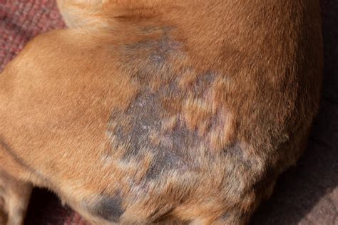 6 Of The Most Common Dog Skin Conditions – The Dogington Post