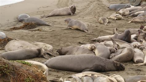 Funny Lazy Elephant Seals On Stock Footage Video (100% Royalty-free ...