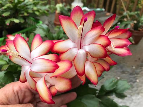 'Samba Brazil' - Schlumbergera and Rhipsalidopsis
