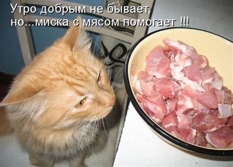 Очень смешные картинки с комментариями от Vanilla
