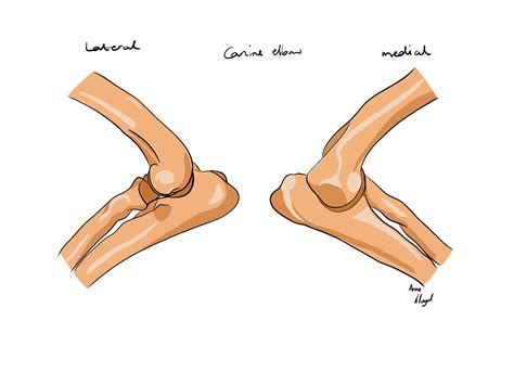 Canine Elbow: Anatomy and Biomechanics