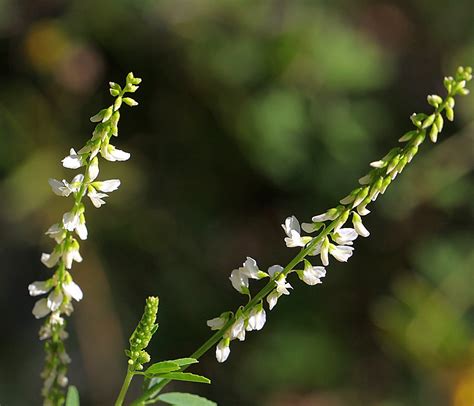 in Valgrande - Flora - Meliloto bianco