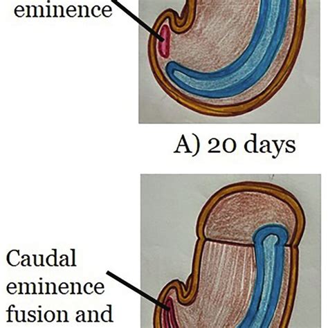 secondary neurulation  scientific diagram