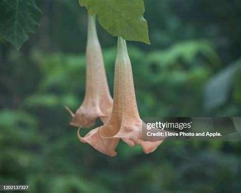 40 Metel Stock Photos, High-Res Pictures, and Images - Getty Images