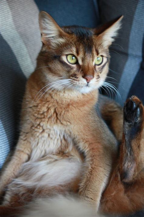 10 Best images about I love Somali Cat's on Pinterest | Abyssinian ...