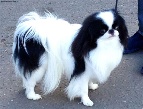 Japanese Chin - Puppies, Rescue, Pictures, Information, Temperament ...