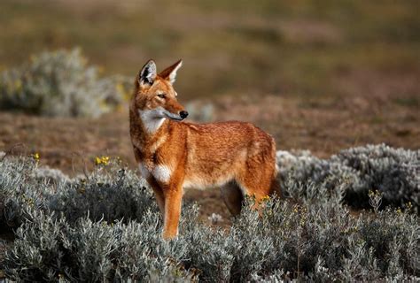 An extremely rare species of wolf, Ethiopian Wolf, fewer than 500 ...