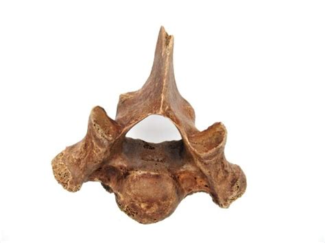 Florida Ice Age Tapir Vertebrae #3 | Fossils for Sale