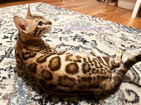 bengal glitter information belle ami bengals