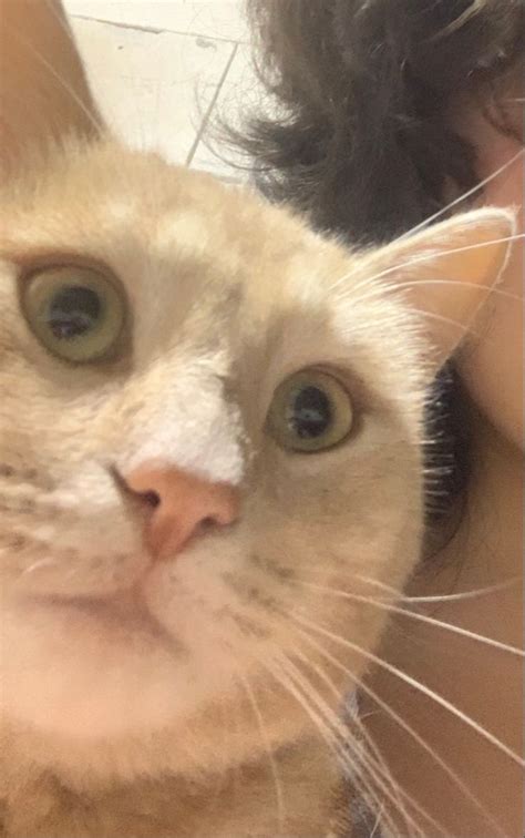 кот в ахуе🥰 | Animals, Cats