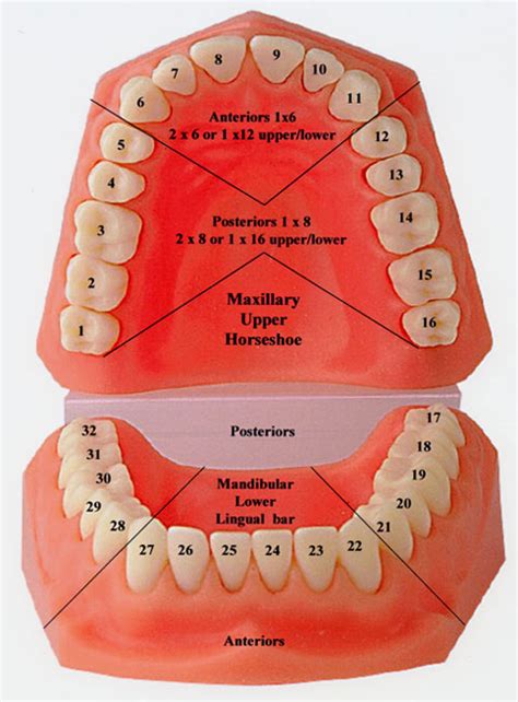 Chart Of Teeth Numbers - Printable Forms Free Online