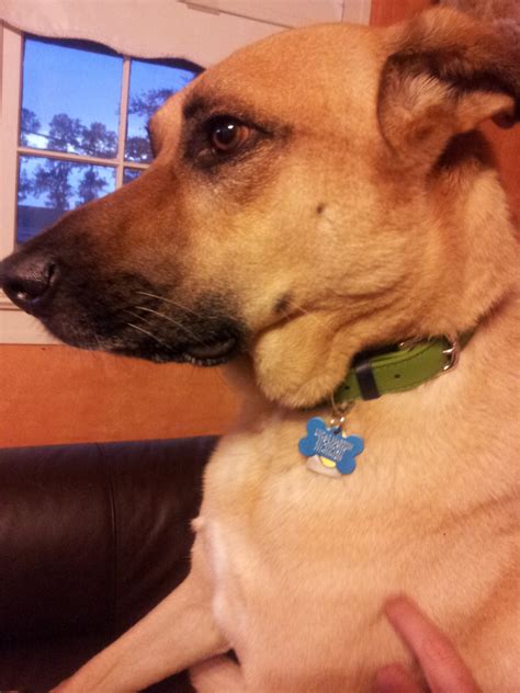 Wisdom Panel dog DNA tests: The results and the winners! - Oh My Dog!