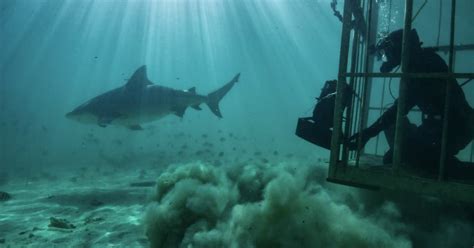 FIU scientists star in 5 new SharkFest shows on National Geographic | FIU News - Florida ...