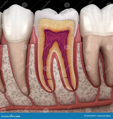 anatomia molar en detalles  ilustracion de dientes humanos stock de