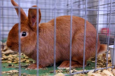 Thrianta Rabbit Breed Information