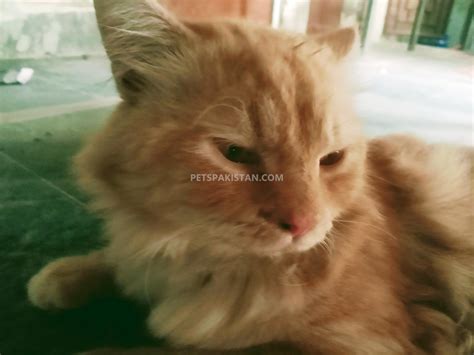 Pets Pakistan - Persian Cat Double Coated Golden Eyed Beautiful Cat