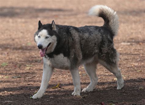 Contagious cancer in dogs: The STD canine transmissible venereal tumor.