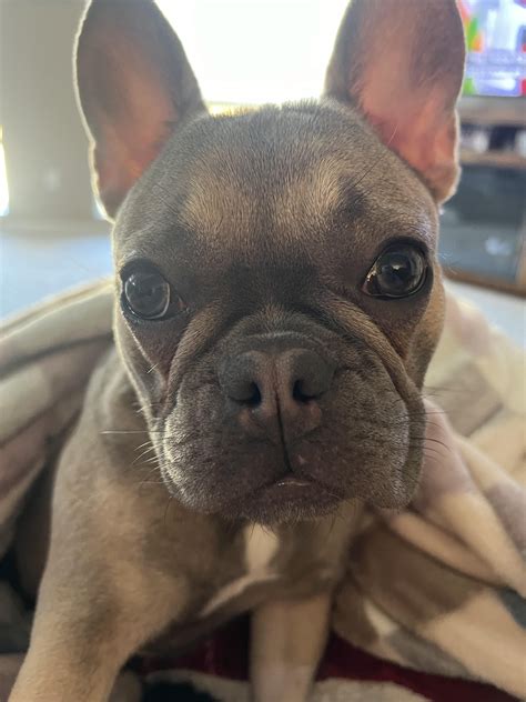 Soft palate surgery post-op bad breath : r/Frenchbulldogs