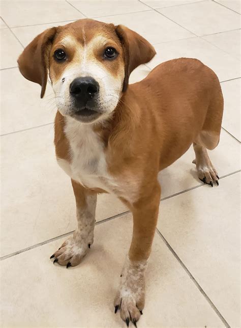 washington county animal shelter tn 5