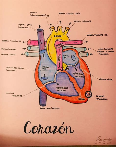 Anatomia Del Corazon Humano En Spanish