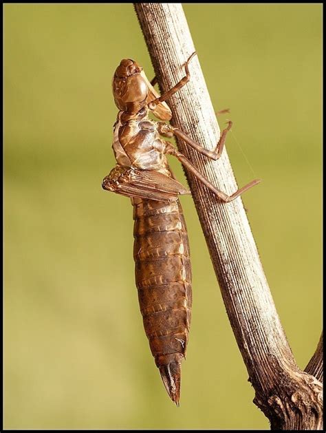 Emperor Dragonfly exuvia | Cameraderie Photography Forum