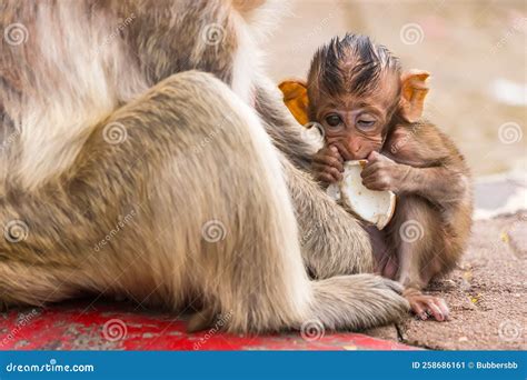 Thailand Lopburi Monkey at Lopburi Thaialnd Stock Image - Image of ...