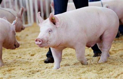 top  thong tin quan trong nhat ve lon nha toplistvn