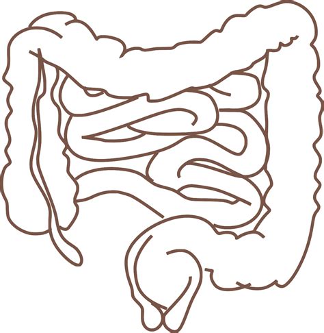 SVG > System Bauch Medizin Gliederung - Kostenloses SVG-Bild & Symbol ...