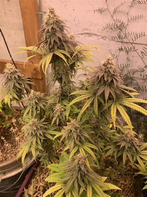 Some F1 hybrids I made and pheno hunted. Dawn of Creation, Purpleberry