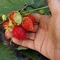 КЛУБНИКА ВИКТОРИЯ, купить в Одессе, Киеве и Украине | Agro-Market