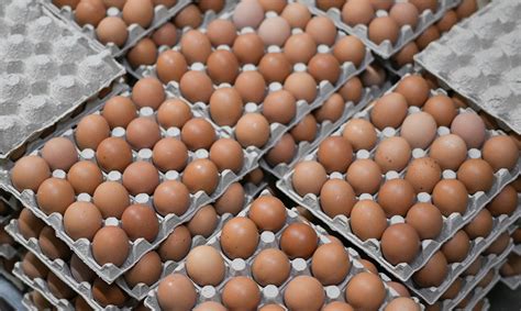 Минсельхоз: производители снизили цены на куриные яйца за последние две ...
