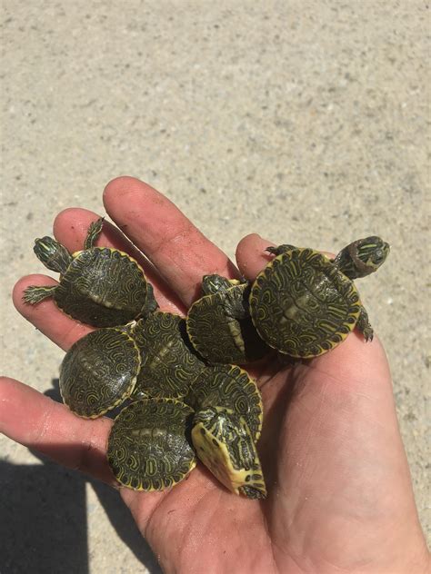 Baby Yellow Belly Turtle Baby Turtles Turtle Identification Turtle