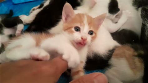 cat soo💕 cuut 💕كيوووت 💕 - YouTube